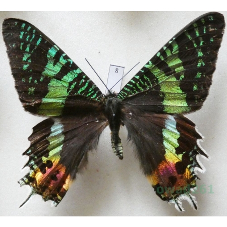 Chrysiridia rhipheus (Drury, 1773) Madagascar 78mm8